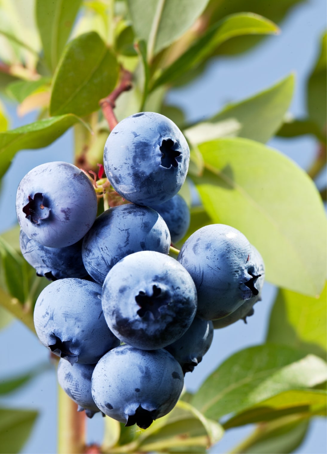 Nguyen%20Farms%20Ltd